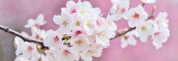 cherry-blossoms-2218781_1920