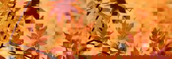 maple-g5ee08a9d2_1920
