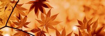 maple-g5ee08a9d2_1920