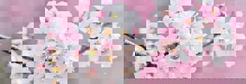 cherry-blossoms-2218781_1920