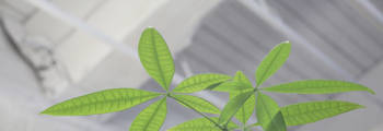pexels industry-plant-leaves-green